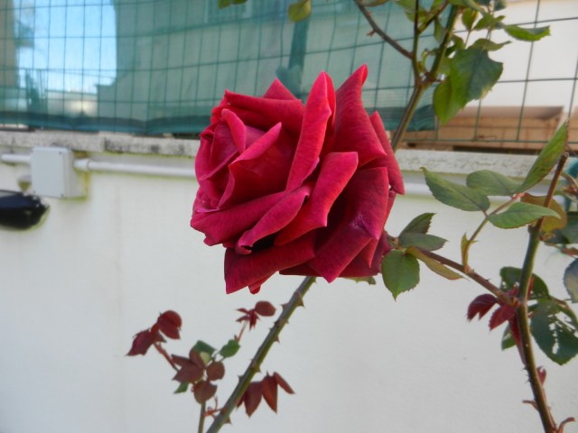 UNADJUSTEDNONRAW_thumb_e1be