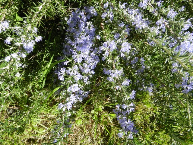 UNADJUSTEDNONRAW_thumb_e1c5