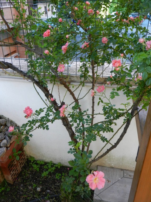 LPU5Z9W2Q8SFrZPjsp1JMg_thumb_e2b7