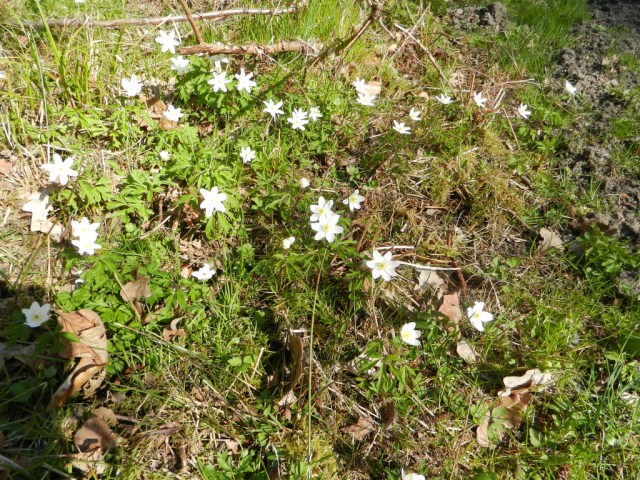 UNADJUSTEDNONRAW_thumb_e2a4