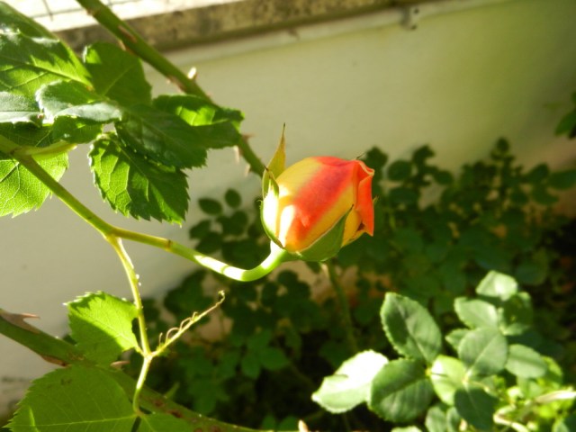 UNADJUSTEDNONRAW_thumb_e2b8