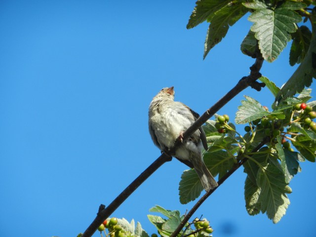 UNADJUSTEDNONRAW_thumb_e389