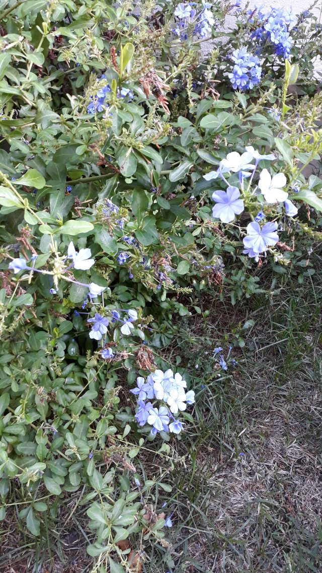 20190908_073826886267473873481277.jpg
