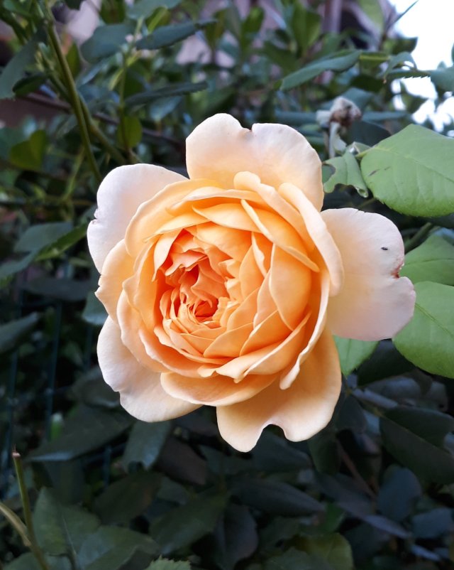 20190908_0804032770172957183838346.jpg