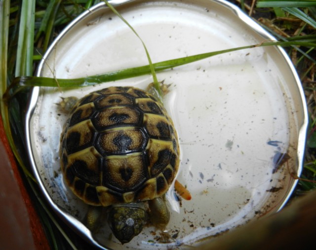 UNADJUSTEDNONRAW_thumb_e5ef