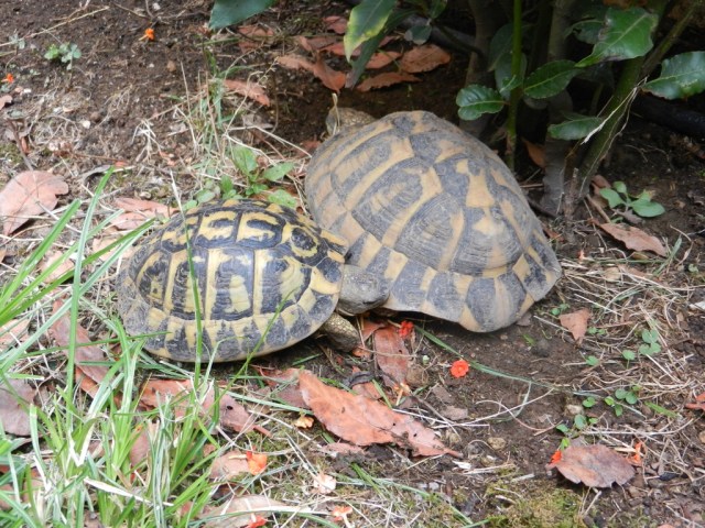 UNADJUSTEDNONRAW_thumb_e5f0