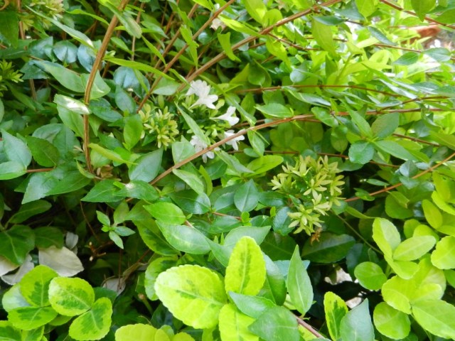 UNADJUSTEDNONRAW_thumb_e5f8