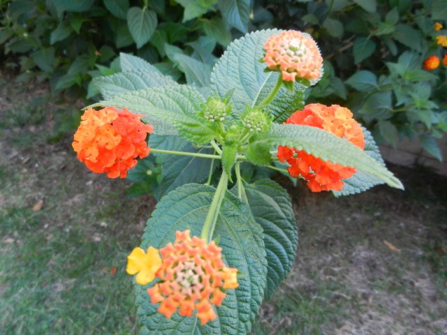 UNADJUSTEDNONRAW_thumb_e5fd